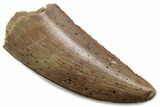 Serrated Raptor Tooth - Real Dinosaur Tooth #376390-1